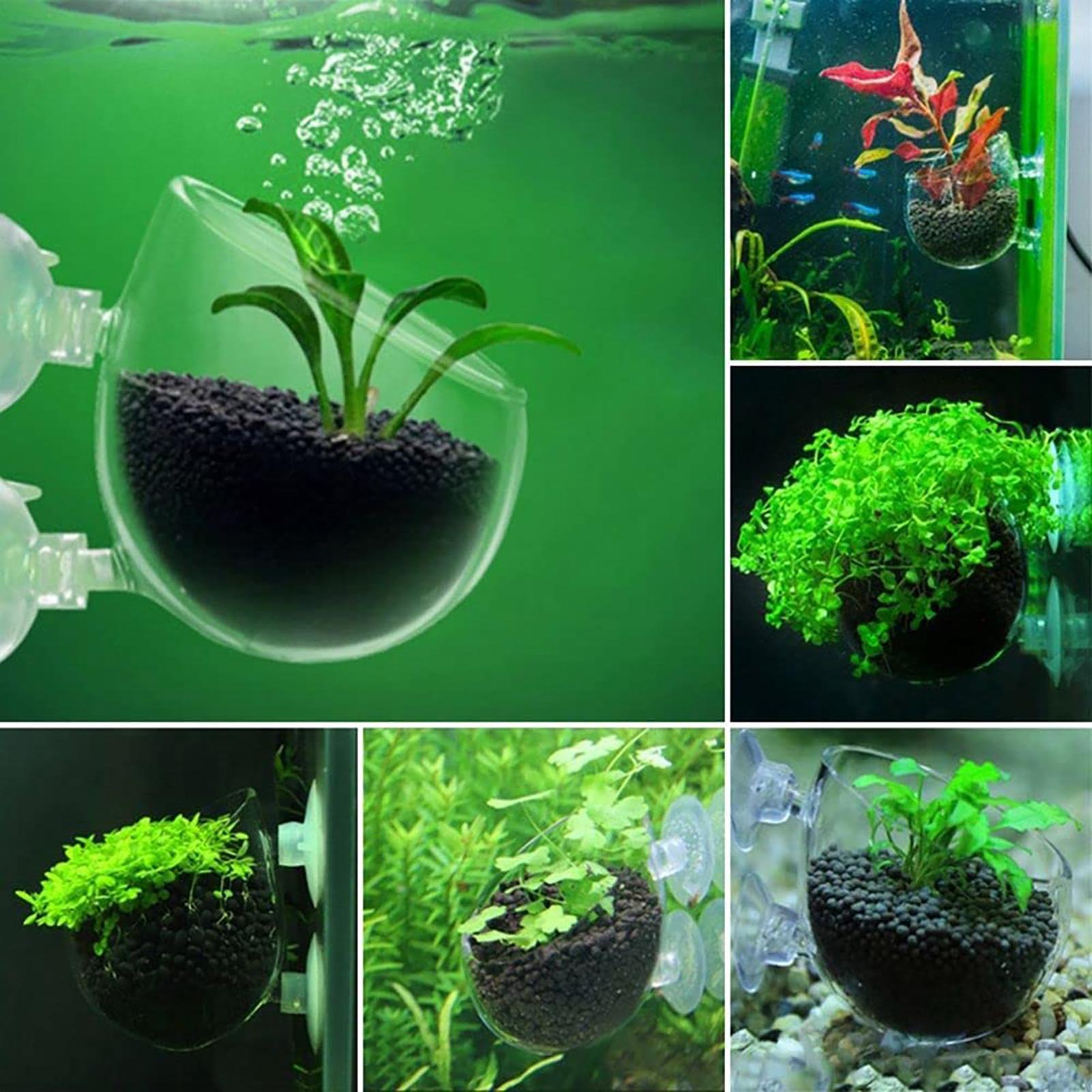 Vaso per piante acquatiche in  - Aquarium Plant Utensils recensione e prezzo