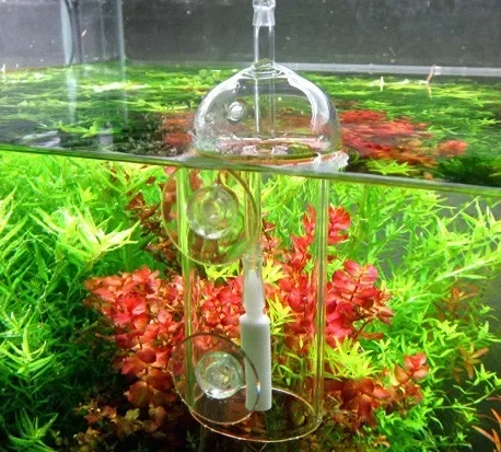 VIV Do Dispositivo Cilindro pe - Aquarium Plant Delivery recensione e prezzo