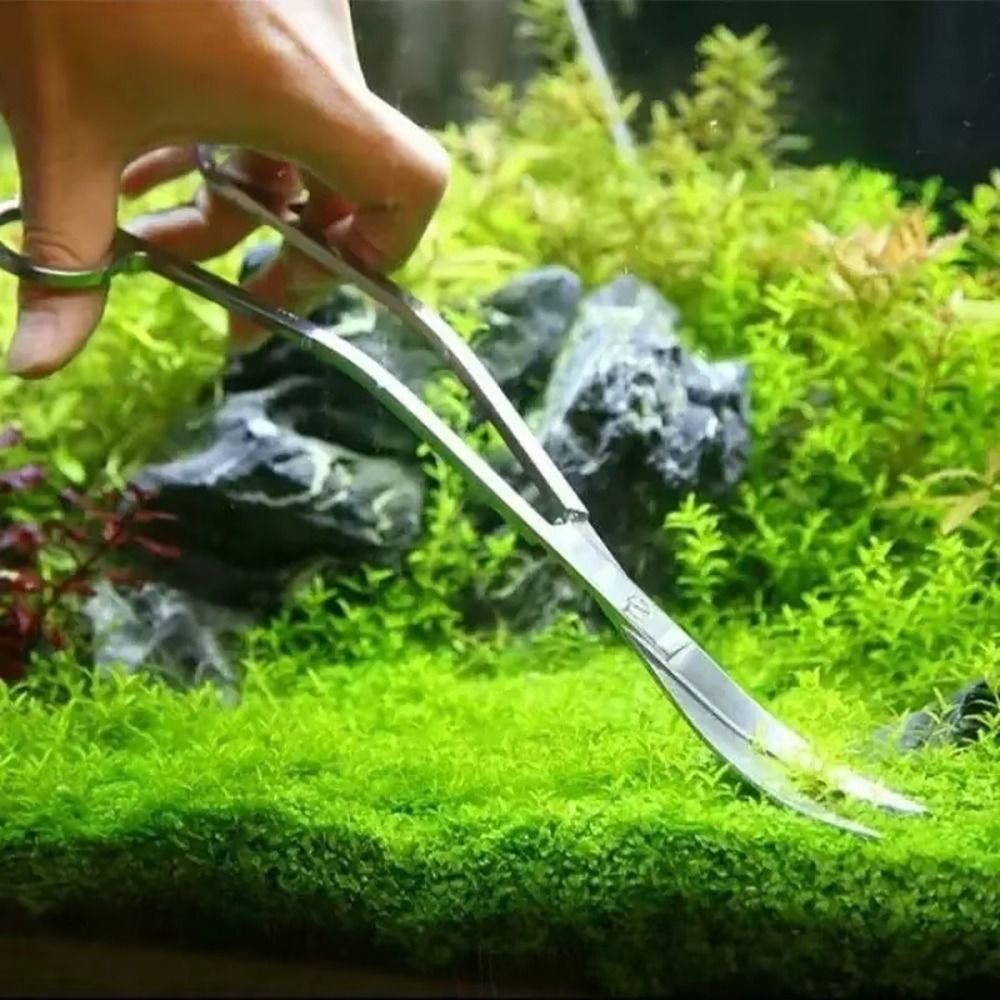 Forbici per Acquario in Acciai - Planted Aquarium Tools recensione e prezzo