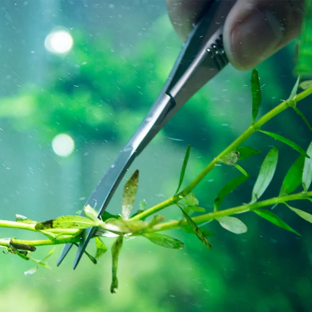 Forbici a molla curve e diritt - Aquarium Plant Utensils recensione e prezzo